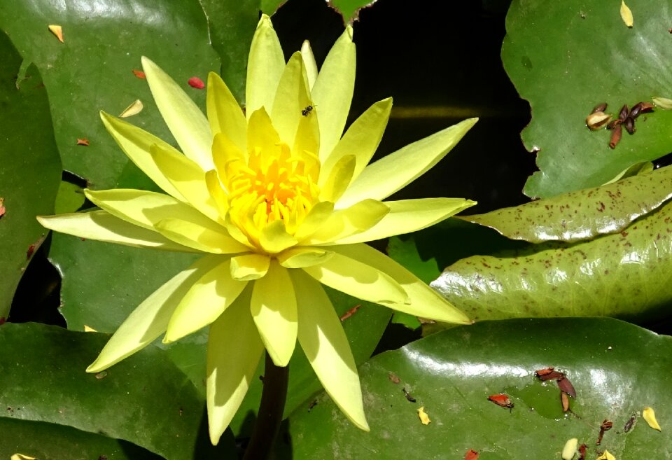 Nymphaea mexicana nymphaeaceae yellow waterlily