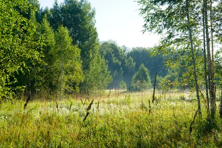 Wild wood sunny day trees photo