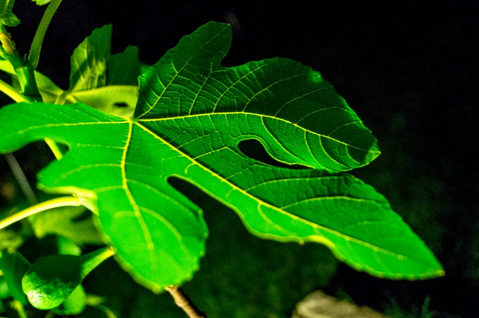 Background nature tree