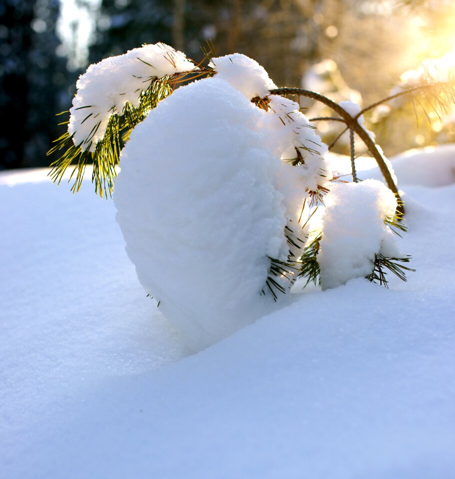 Winter forest landscape nature