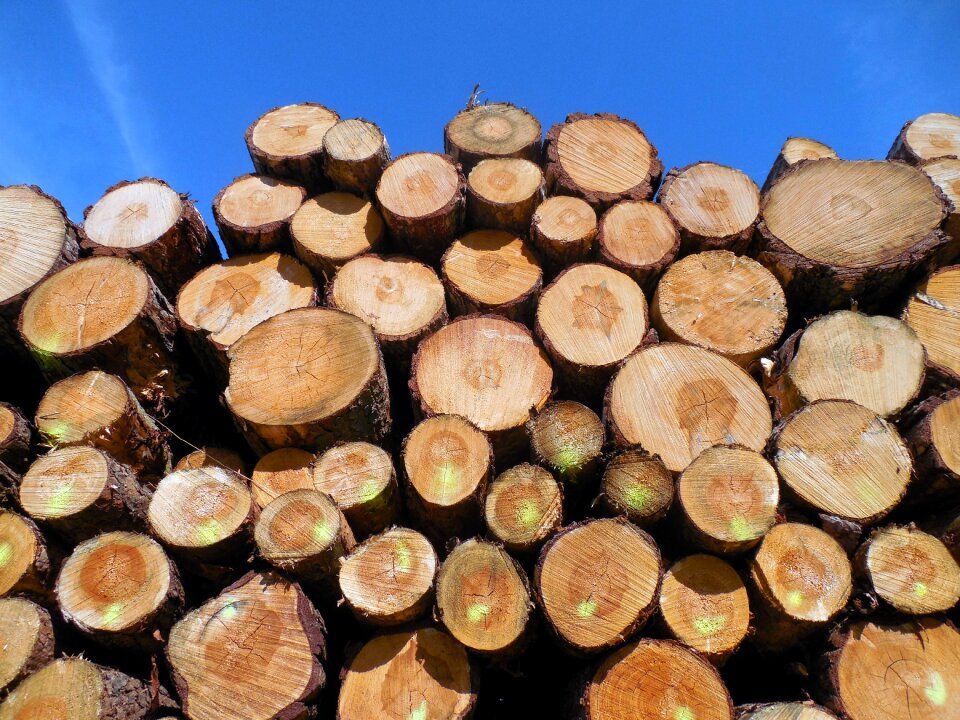 Log timber industry cut down