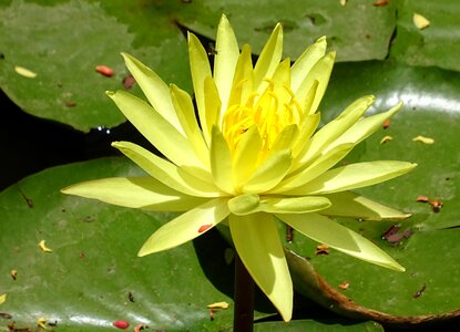 Nymphaea mexicana nymphaeaceae yellow waterlily photo