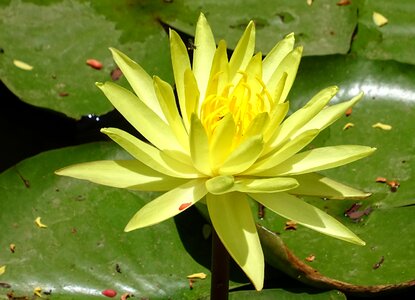 Nymphaea mexicana nymphaeaceae yellow waterlily