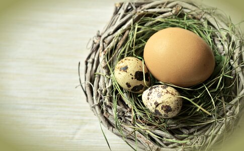 Easter easter nest easter decoration