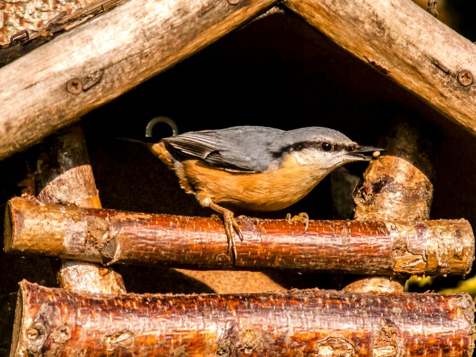 Garden bird nature animal