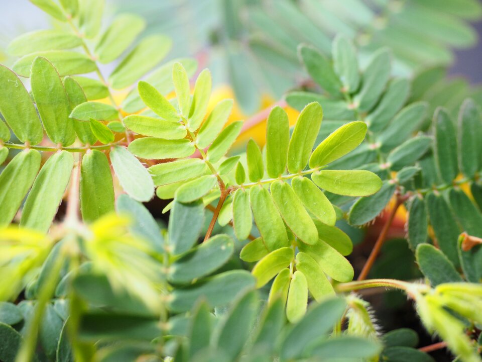 Pinnate mimosa pudica bashful sensitive plant