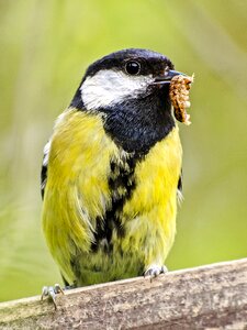 Bird nature animal