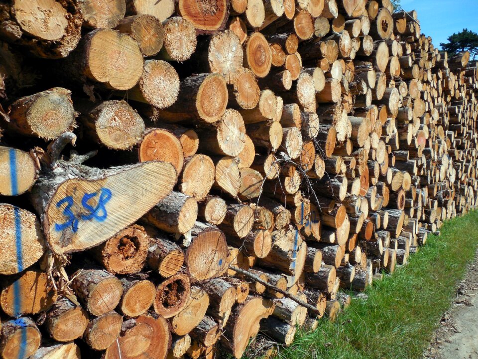 Log timber industry cut down