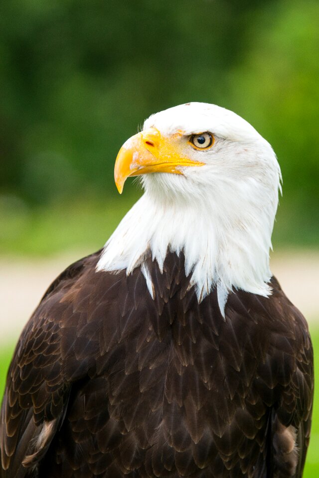 Eagles waiting in detmold bald eagle plumage