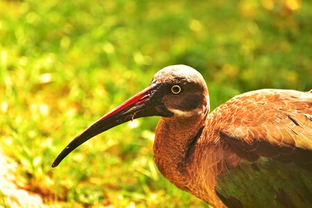 Plumage water bird animal photo