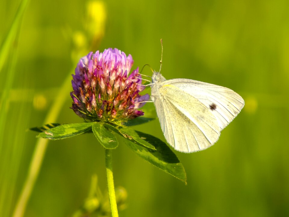 Insect nature animal