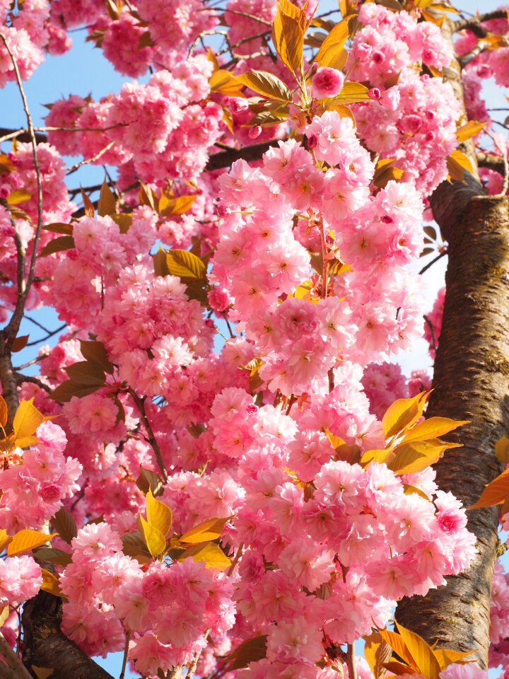 Blossom bloom japanese flowering cherry