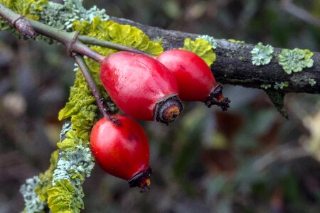 Rose hip red rosa canina