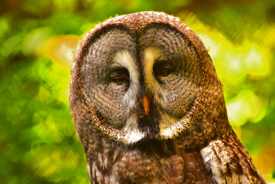 Feather plumage animal