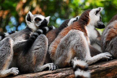 Clear zoological garden animal