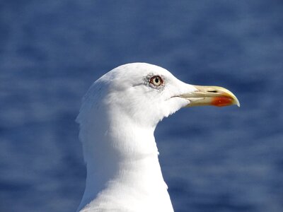 Waterfowl seagulls close up photo
