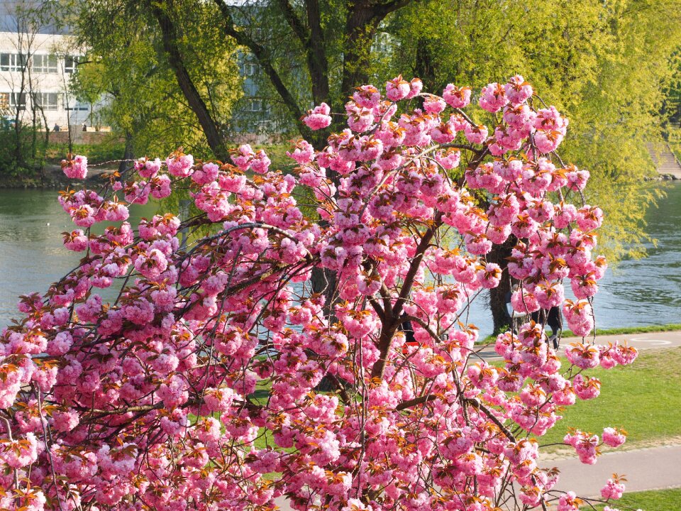 Blossom bloom japanese flowering cherry