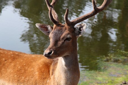 Forest antler roe deer photo