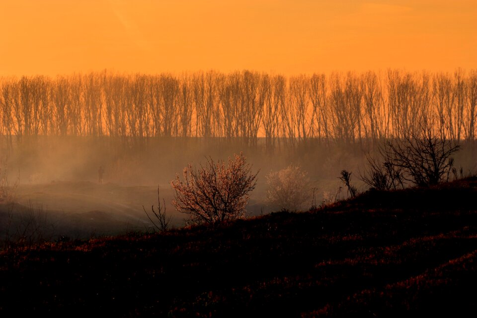 In the evening disaster tree