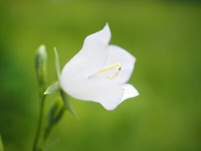 White flower platycodon grandiflorus photo