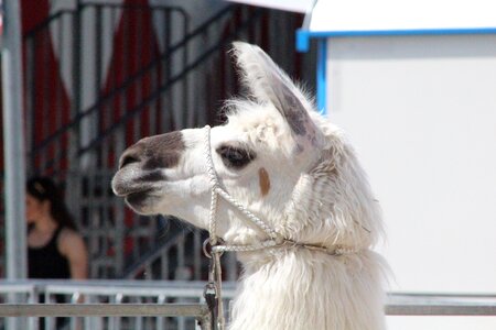Circus zoo desert animal