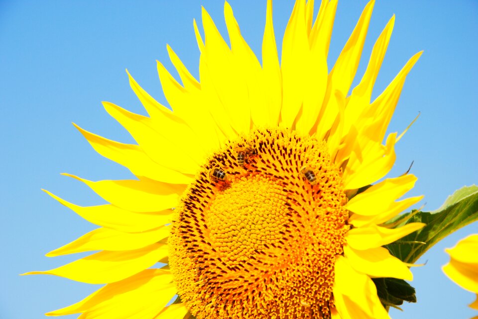 Yellow big flower yellow flower