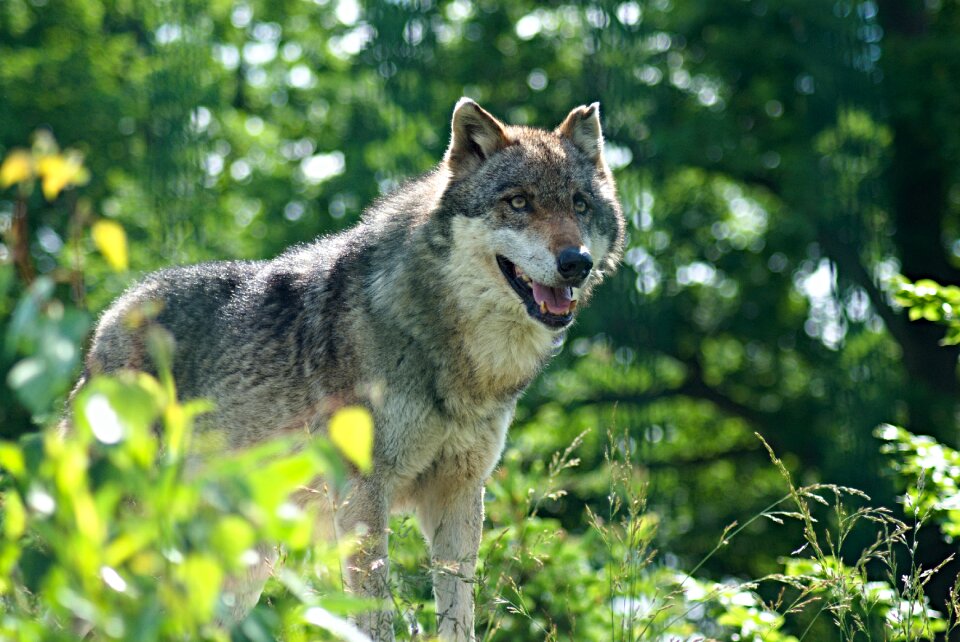 Zoo enclosure animal predator