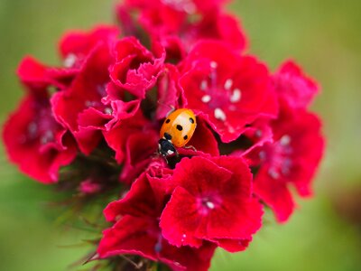 Elytron siebenpunkt ladybird siebenpunkt