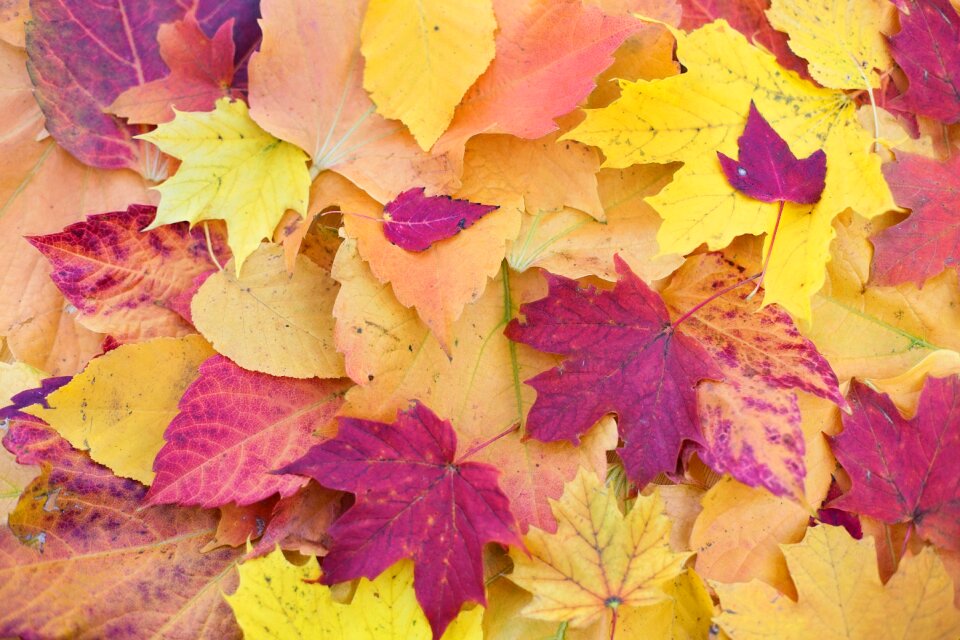 October season nature