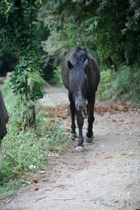 Horse black horse animal photo