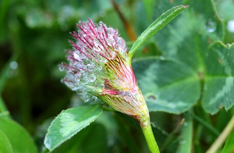 Onset clover blossom trifolium pratense pointed flower photo