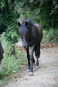 Horse black horse pet