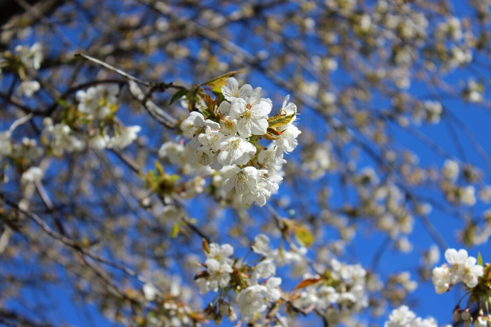 Close-up flower spring white blossom