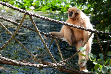 Sitting mammal zoological garden