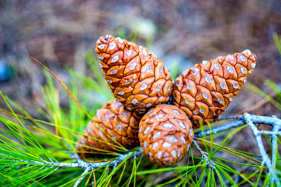 Nature forest pine trees