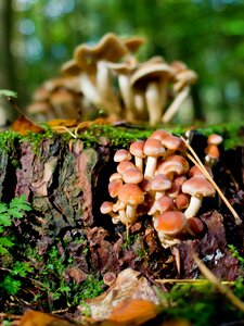 Autumn germany lower saxony