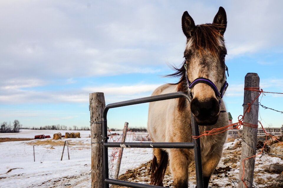 Equestrian nature mammal photo