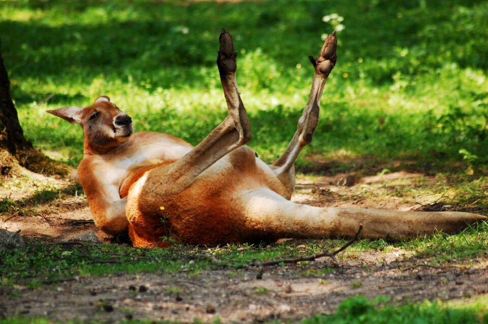 Australian animal australia nature