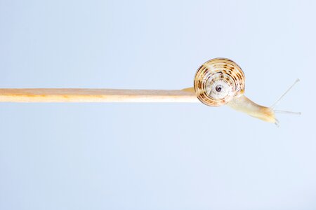 Shell slow stick