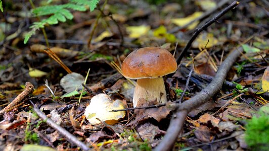 Autumn nature forest mushroom