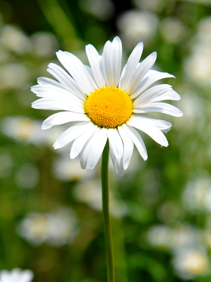 Summer white leaf