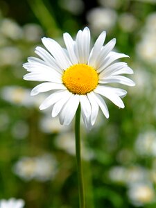 Summer white leaf