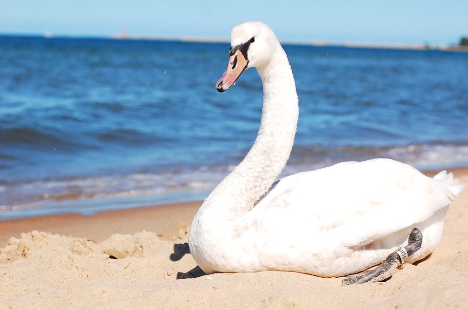 Beach swan white swan