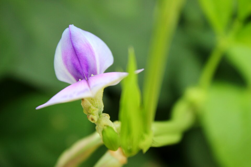 Flower green purple