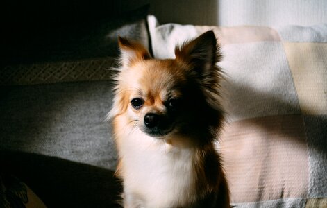 Small domestic animal photo