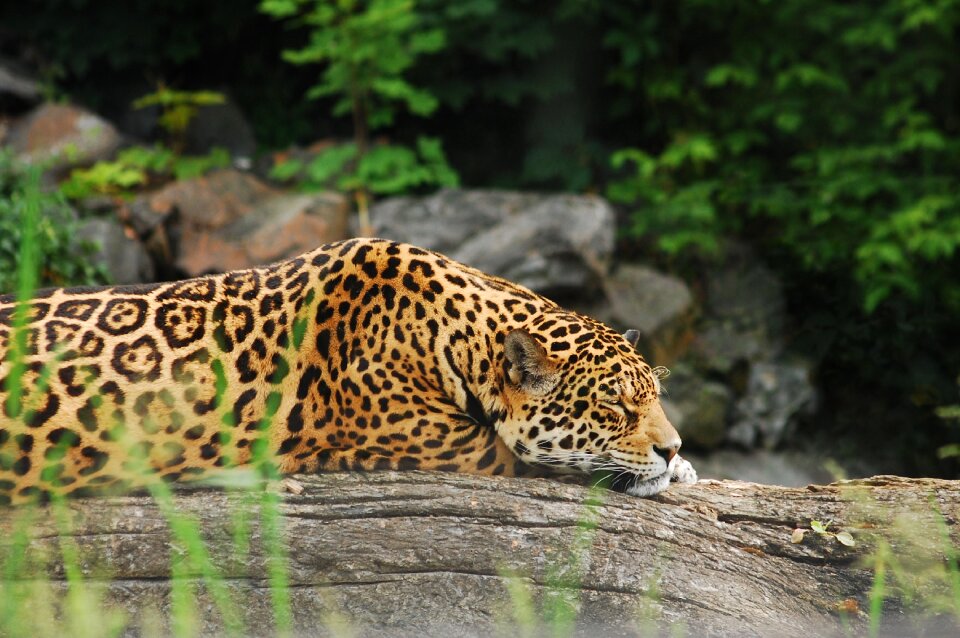 Zoo cat feral cat photo