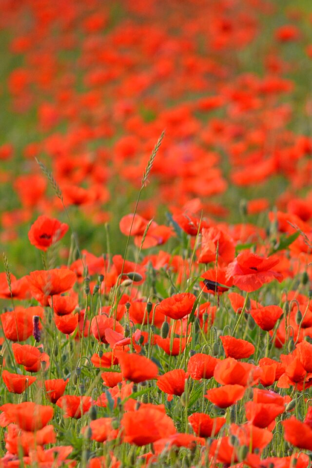 Nature red flower flowers