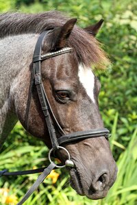 Equitation face horse