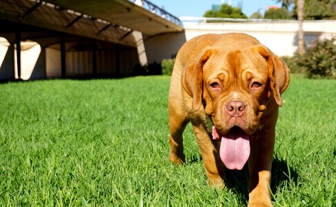 Female cachorra race