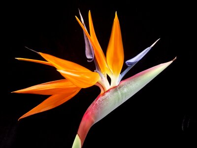 Flower tropical exotic